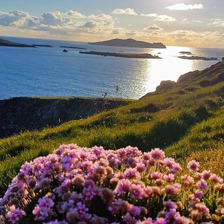 The Plough B&B Ventry Exterior foto